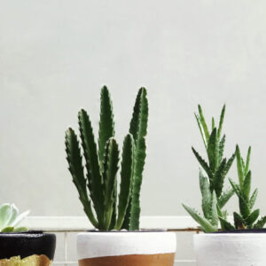 outdoor bg